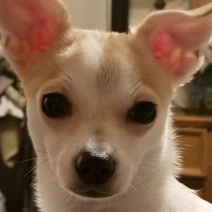 Meet your Posher, Barbara